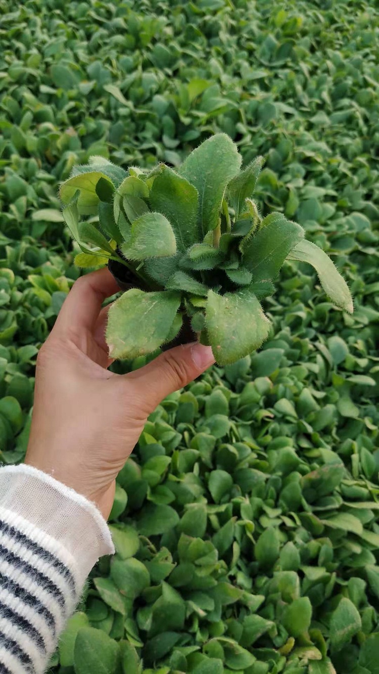 黑心菊价格 黑心菊批发厂