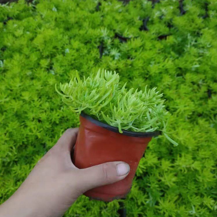金叶佛甲草 青州金叶佛甲草 大量批发