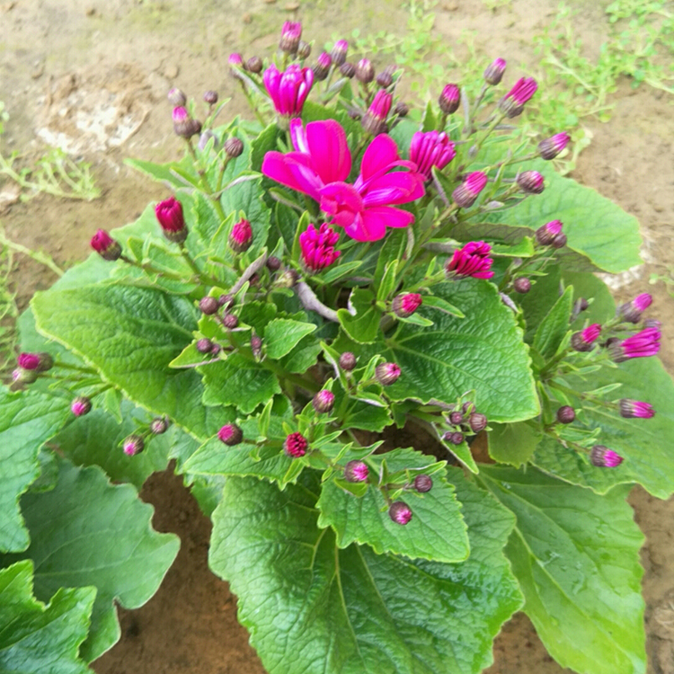 观赏瓜叶菊 青州盆栽花卉 价格从优 瓜叶菊批发商