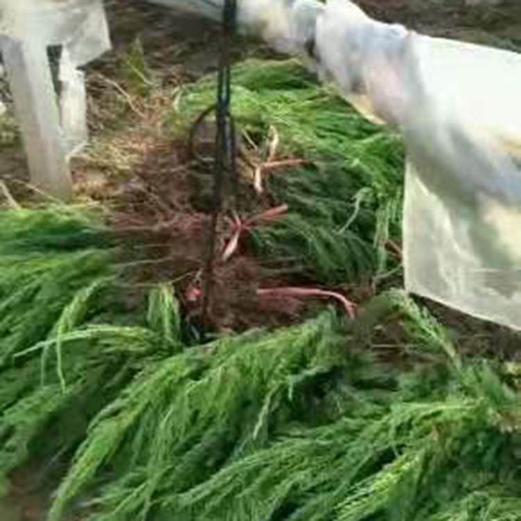 龙柏小苗批发 青州种植龙柏基地 欢迎订购