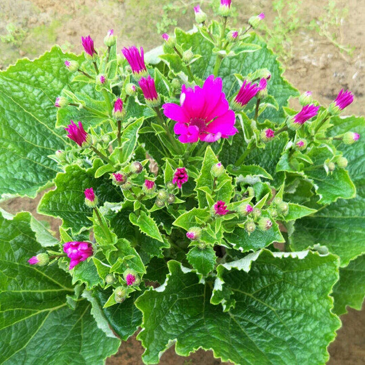 有花苞瓜叶菊 山东草花基地 价格从优 瓜叶菊报价