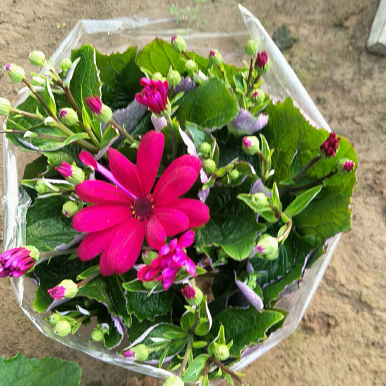 咨豪瓜叶菊盆栽批发 多年生草本观赏花卉 欢迎选购