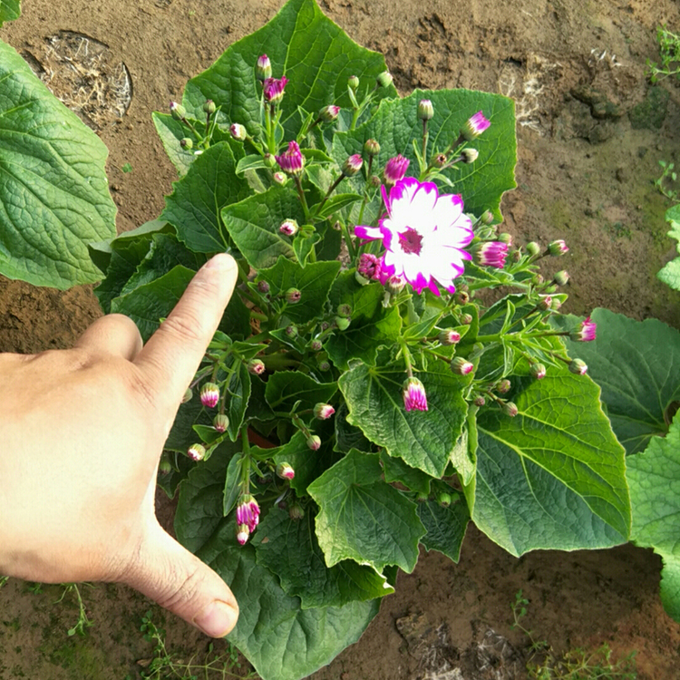 青州盆栽花卉 价格从优 租摆瓜叶菊 瓜叶菊批发商