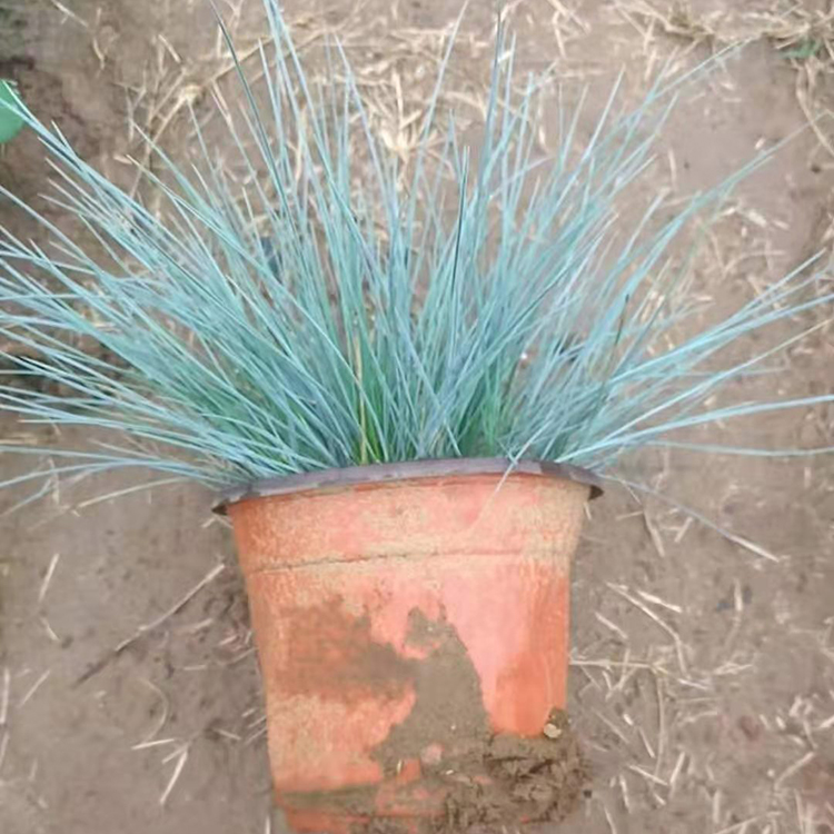 冷季型草本植物 双色盆蓝羊茅 咨豪花卉批发