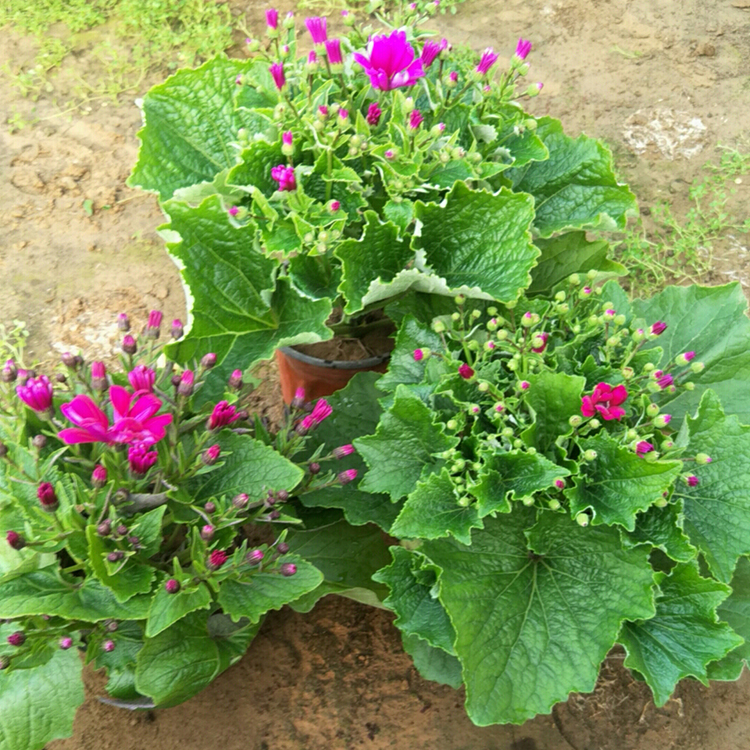 有花苞瓜叶菊 多年生草本植物 价格从优 瓜叶菊基地