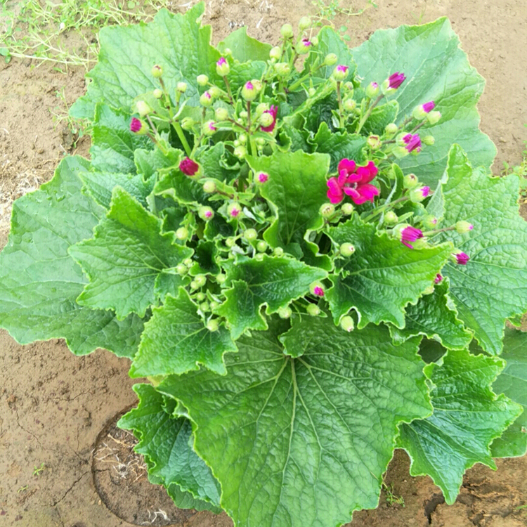 瓜叶菊盆栽 多年生草本植物 花农自营 瓜叶菊销售