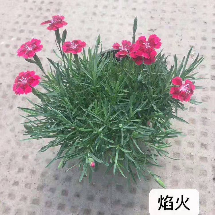 【咨豪】欧石竹焰火 价格合理 长势好