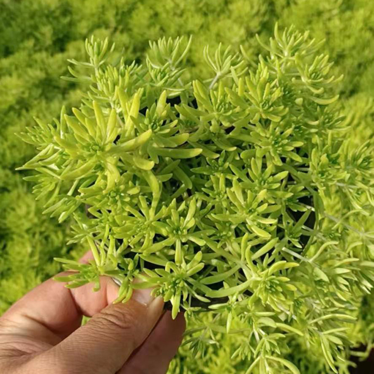 黄金条 好苗预定 青州金叶佛甲草供应商