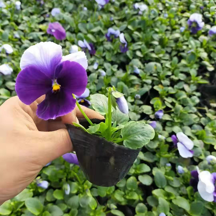 三色堇种植基地 山东三色堇盆栽花卉 基地供应