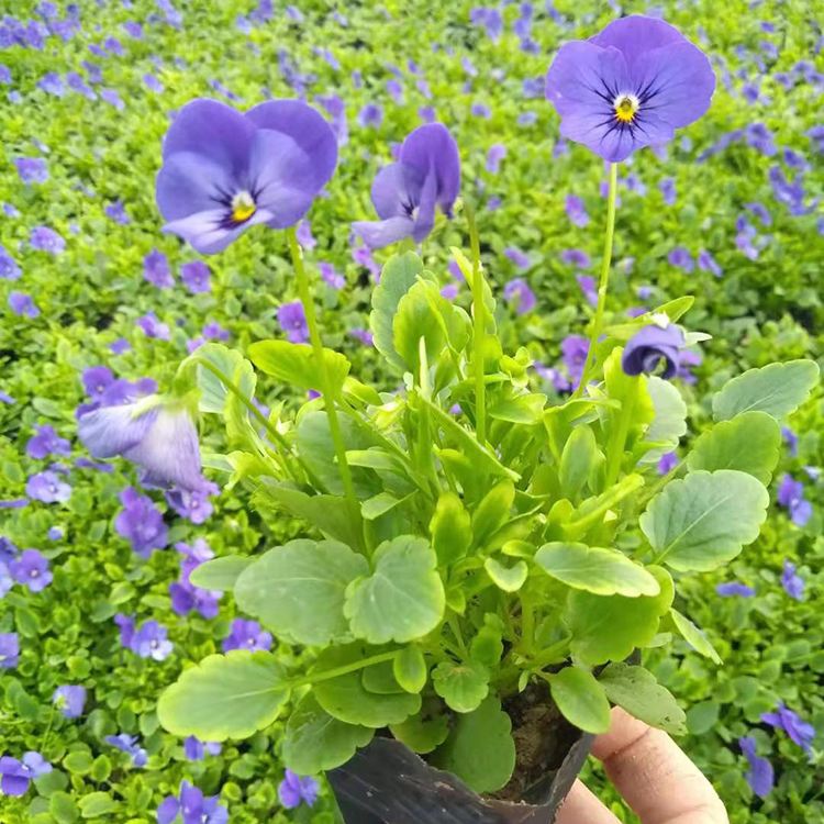 基地供应 角堇 角堇销售