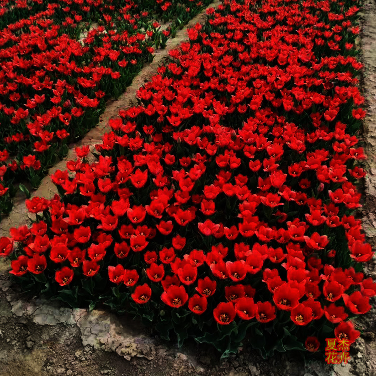 花卉市场  花卉批发 花卉种植基地 夏杰花卉