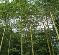 山东竹子基地 刚竹价格 翠竹现货供应 早园竹规格 江瑞园艺大量供应各种竹子 欢迎选购