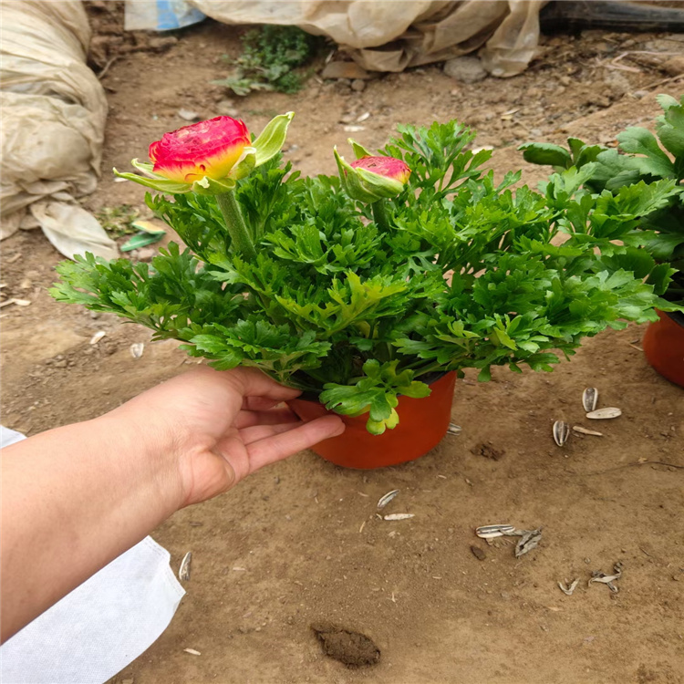 芹叶牡丹 芹叶牡丹价格 芹叶牡丹现货 芹叶牡丹厂家供应 江瑞花卉