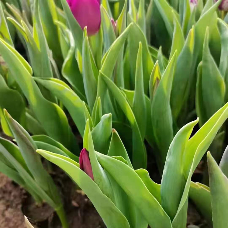 铭瀚  郁金香花海  郁金香价格  郁金香种球