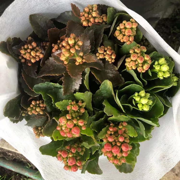 长寿花盆栽 喜温暖湿润 阳光充足 耐高温 耐干旱 
