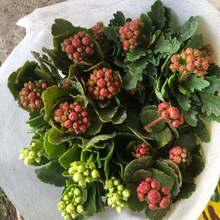 铭瀚 长寿花 多色系花卉 观赏性好 多用于花海栽种 园林绿化等