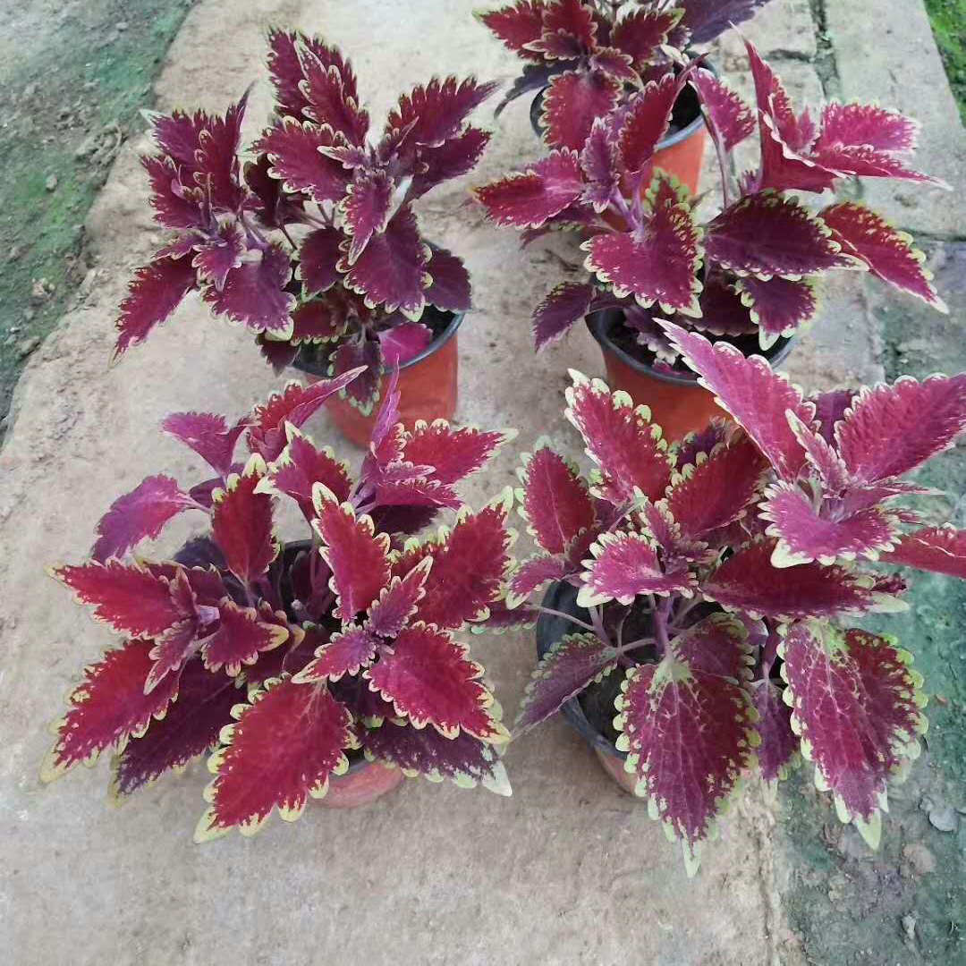  欧润 彩叶草供应 彩叶草质量 多种规格