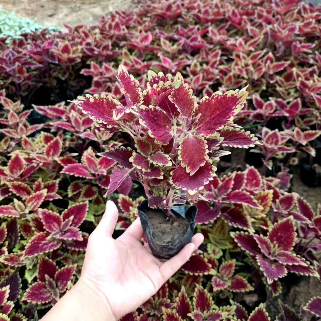  欧润 彩叶草直销 花坛租摆彩叶草 量大价优