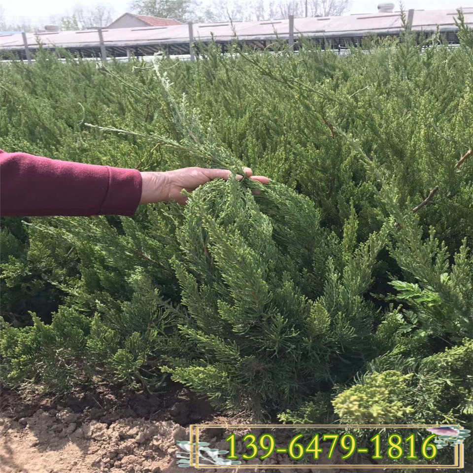 出售大棚内小龙柏地栽苗 四季长青小龙柏杯苗价格 北方龙柏树苗现货