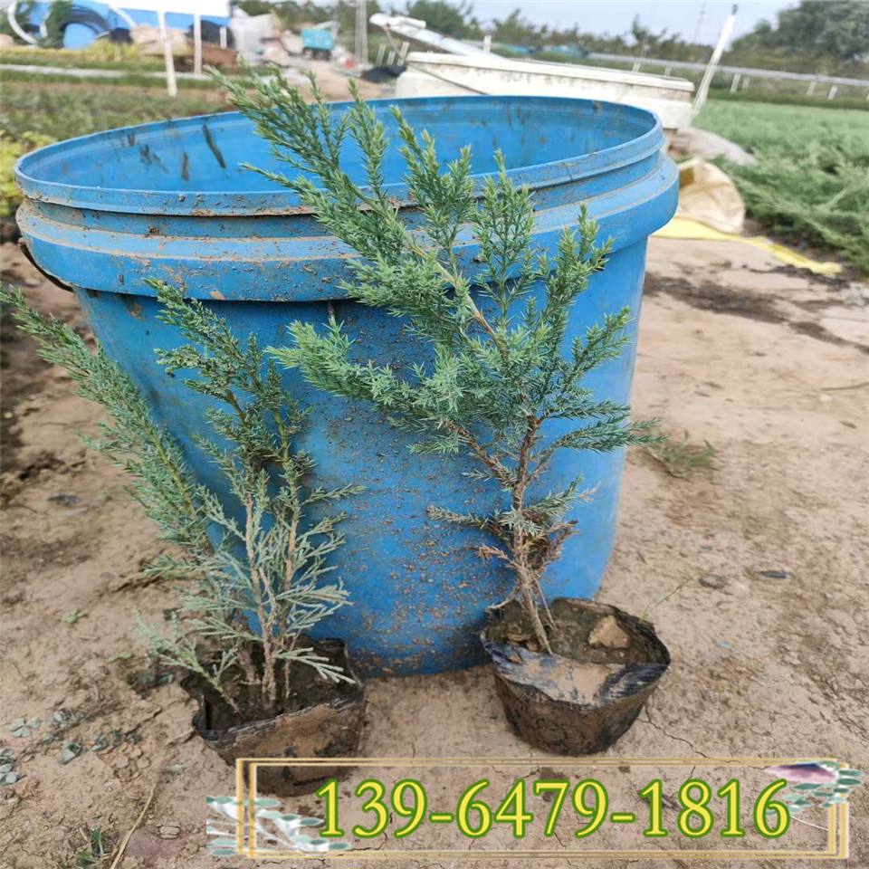 批发低矮工程苗铺地柏带盆苗 盆栽绿化苗铺地柏 四季常绿植物