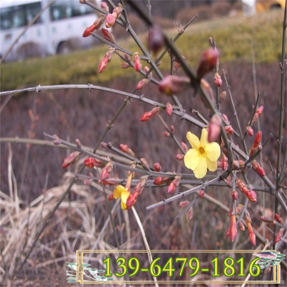 青州迎春花苗培育基地 高度30公分迎春小杯苗 护坡固土植物花卉