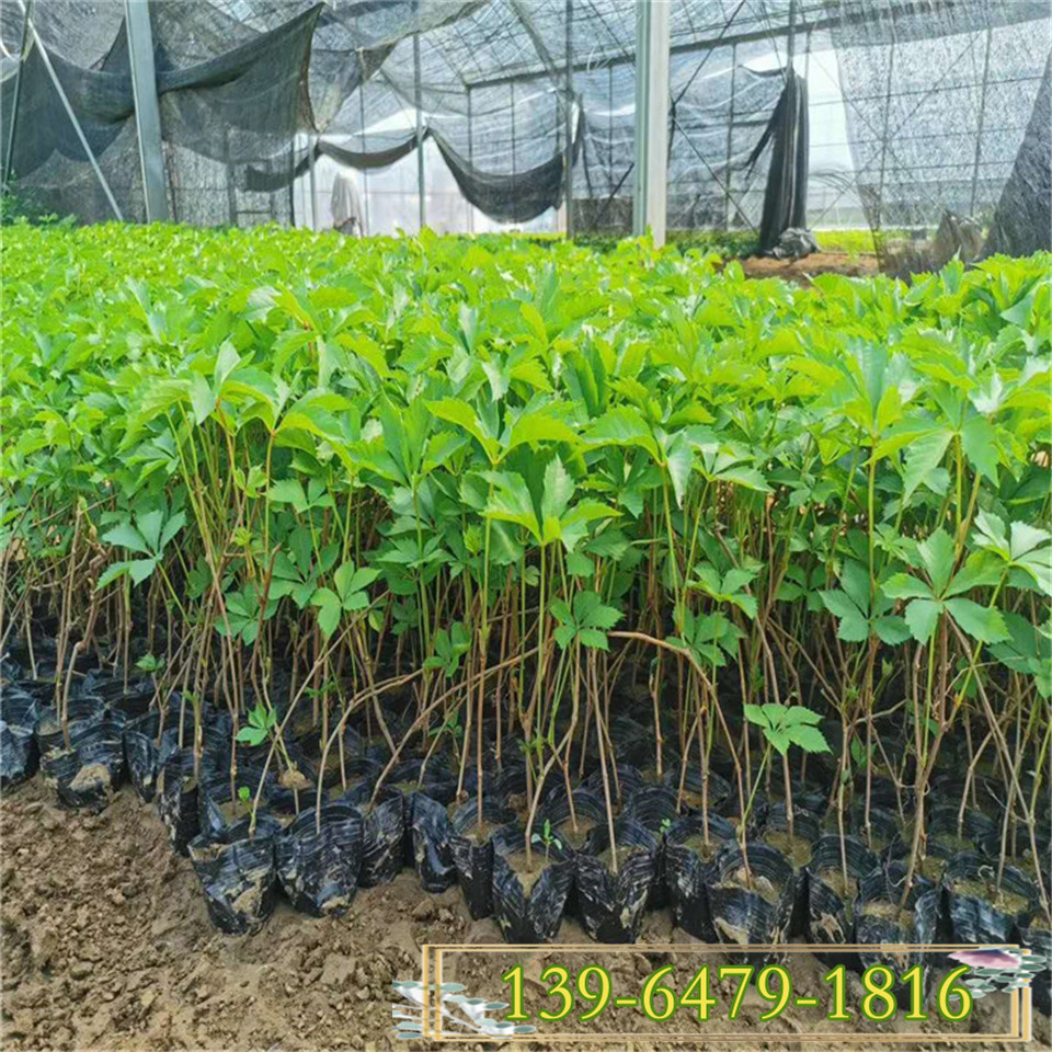 绿化墙常用五叶地锦四季常绿 覆盖立交桥植物 爬山虎幼苗城市绿化