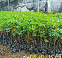 绿化墙常用五叶地锦四季常绿 覆盖立交桥植物 爬山虎幼苗城市绿化