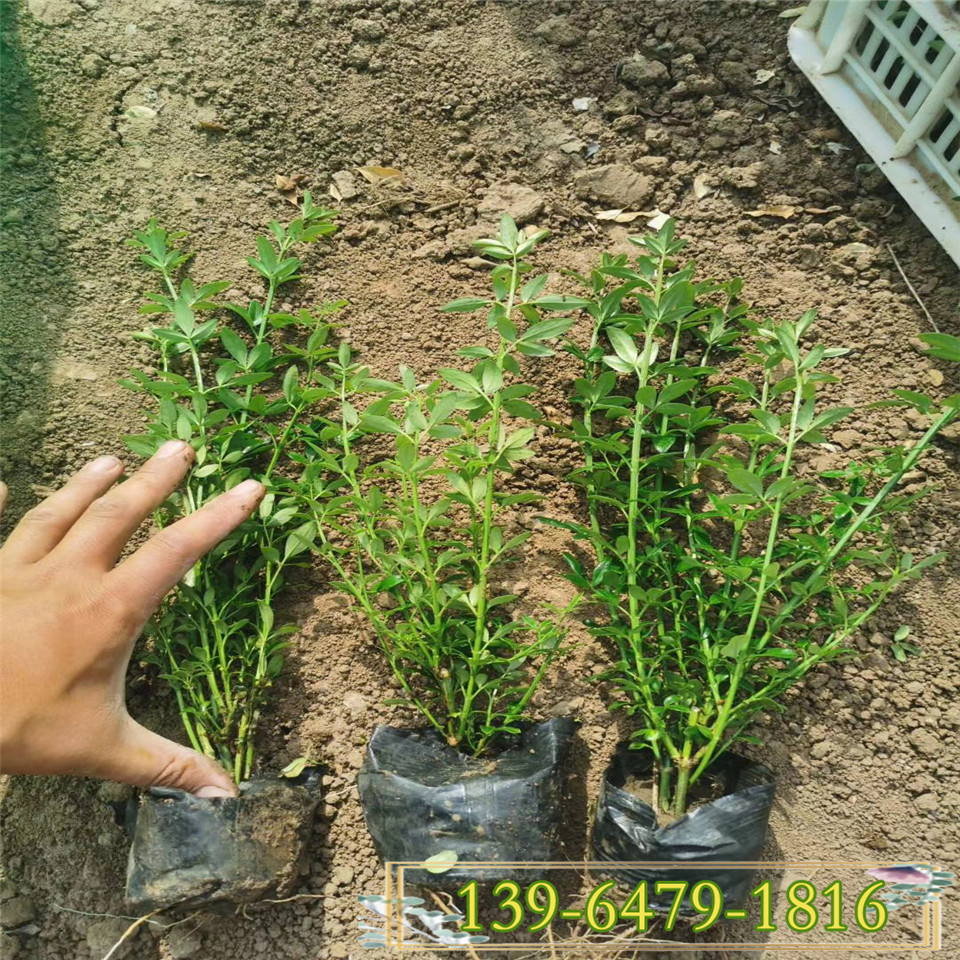 高度35公分迎春小苗种植基地 新上市迎春花批发价格 青州花卉