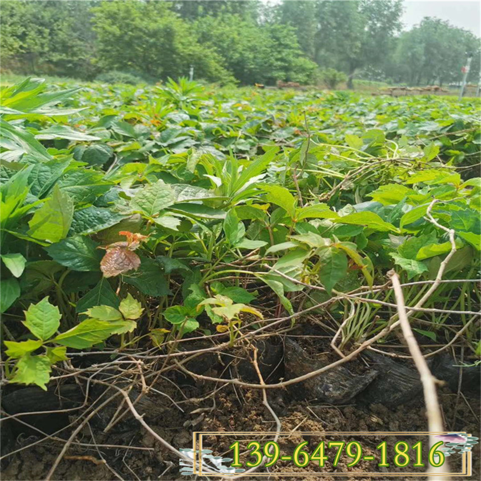 供应30公分攀缘植物三叶地锦苗  护坡绿化五叶地锦容器苗 爬墙虎裸根苗