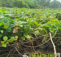 供应30公分攀缘植物三叶地锦苗  护坡绿化五叶地锦容器苗 爬墙虎裸根苗