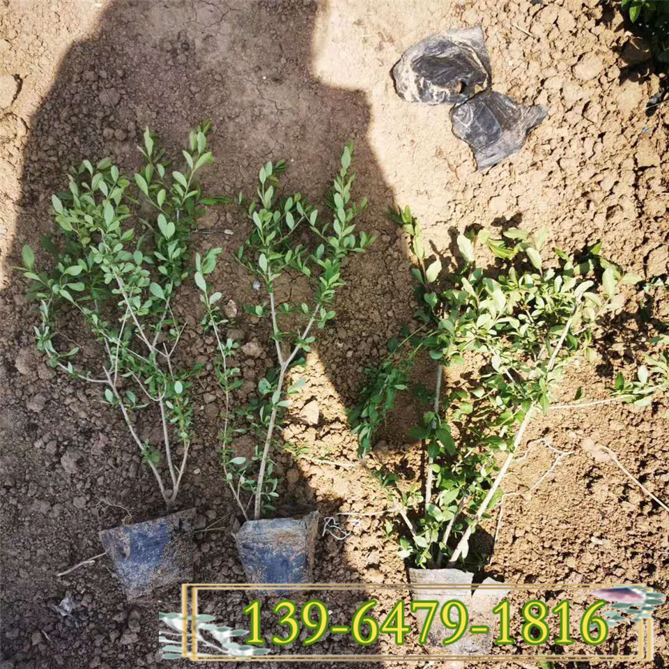 金叶水蜡营养杯苗 多分枝绿叶水蜡小苗价格 青州基地批发