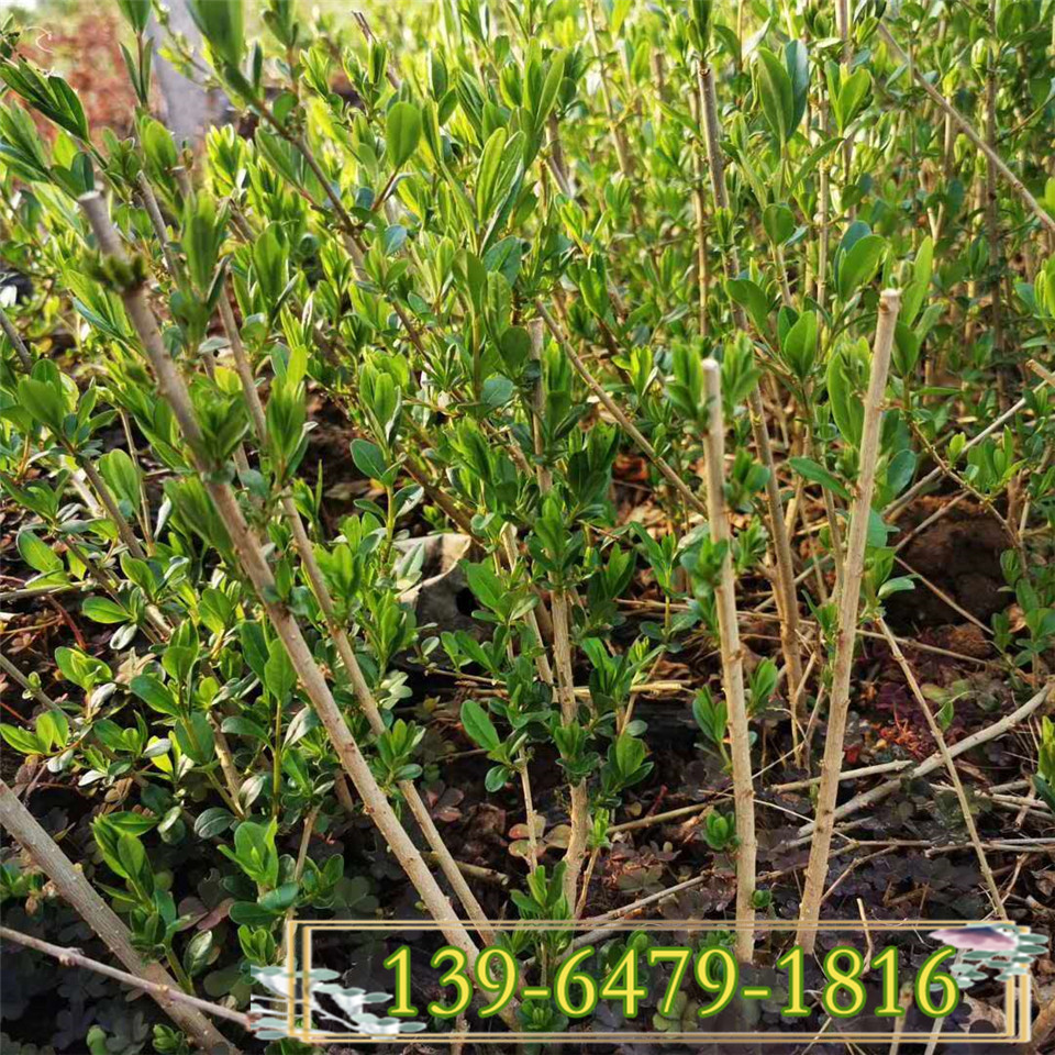 批发紫叶水蜡盆栽苗 绿化工程色块绿叶水蜡地栽苗  北方工程绿化苗