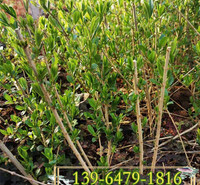 批发紫叶水蜡盆栽苗 绿化工程色块绿叶水蜡地栽苗  北方工程绿化苗