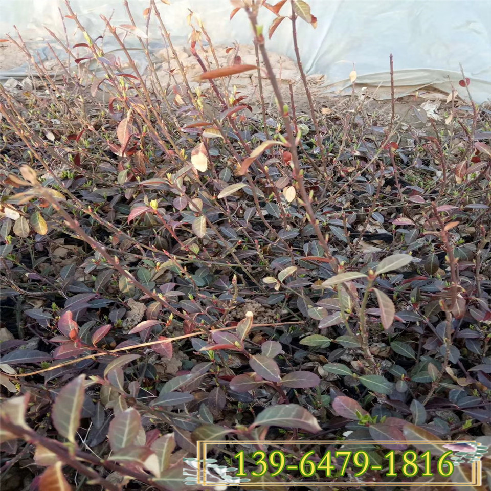 基地直发25公分绿化工程用苗 直立卫矛小苗 护坡植物大叶卫矛地栽苗