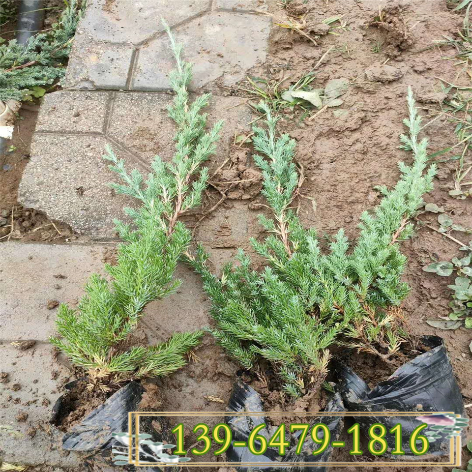 山东沙地柏杯苗批发 耐干旱铺地柏小苗价格 供应耐贫瘠铺地柏
