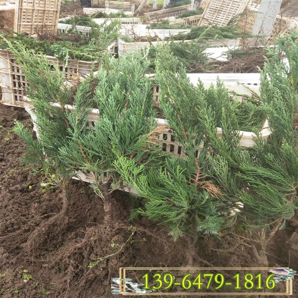 温室大棚内小龙柏基地批发 绿化苗小龙柏价格低质量好