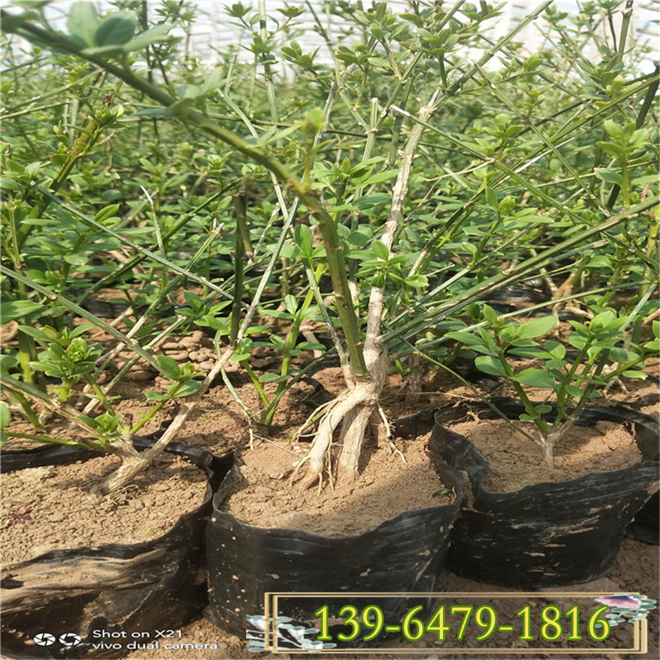 护坡攀岩植物 高度20公分迎春花杯苗 早春开花迎春花苗