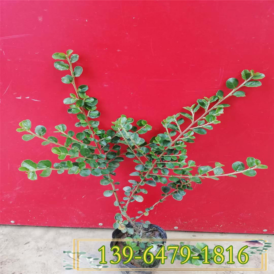 基地直供高度20公分平枝荀子小苗 工程苗平枝荀盆栽苗子 北方绿化苗
