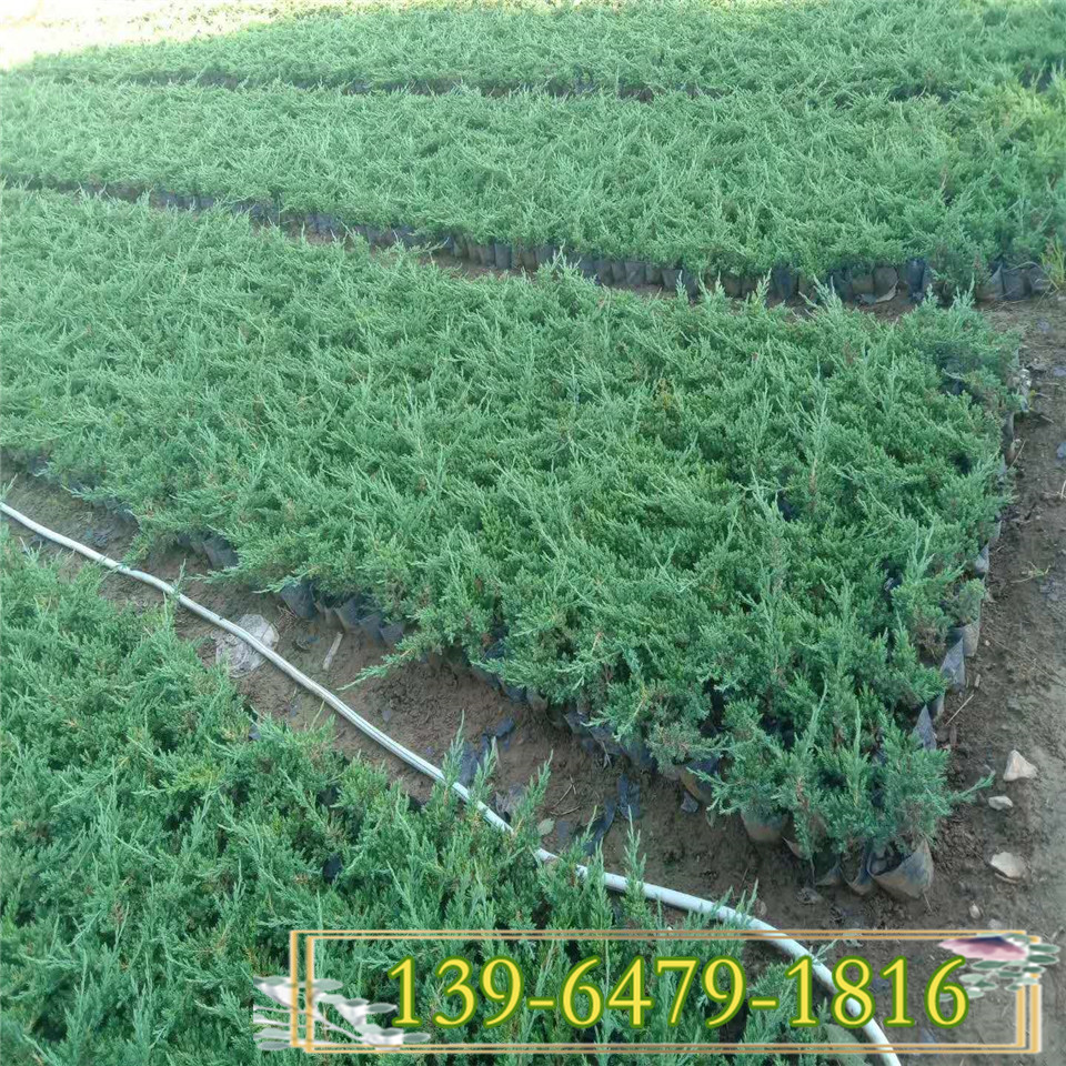  好质量的铺地柏灌木 基地直供铺地柏小苗 适应性强的沙地柏营养钵苗