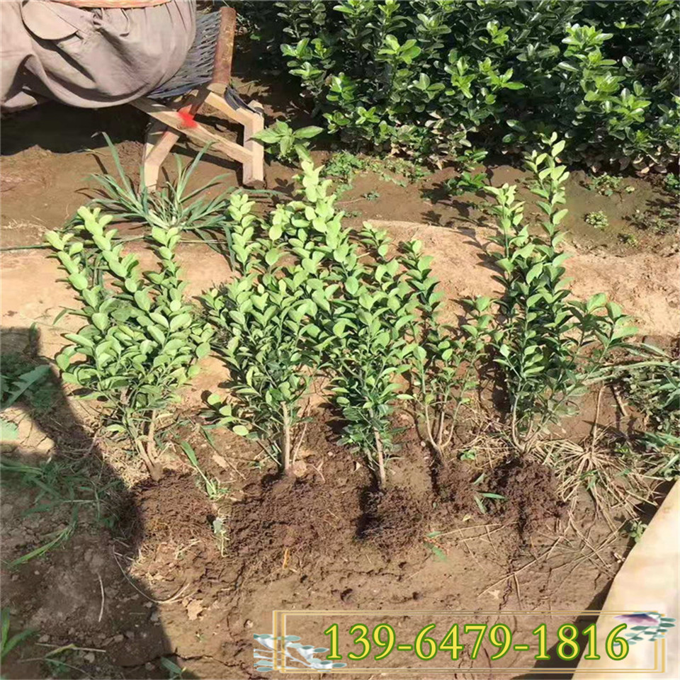 青州直立大叶卫矛小苗 胶东卫矛营养钵苗 冬红卫矛栽植色块苗