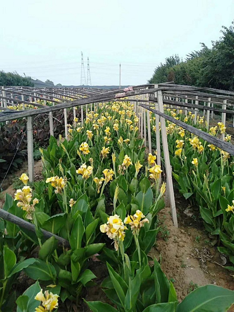 水生美人蕉 青州水生美人蕉价格 开春预定苗水生美人蕉 顺和花卉