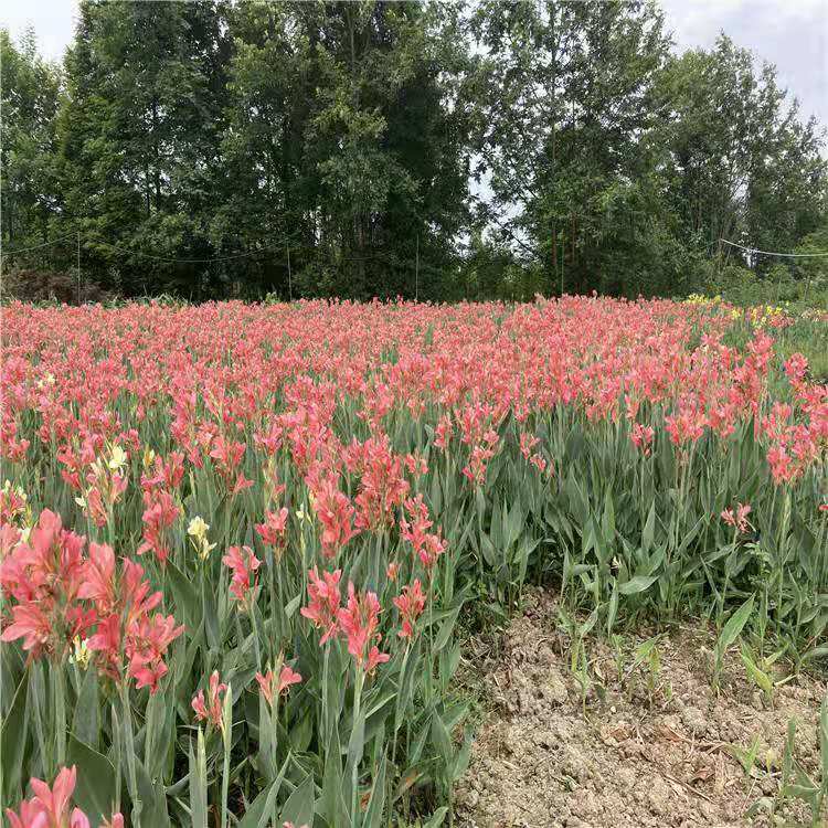 花叶美人蕉批发 粉花美人蕉苗价格
