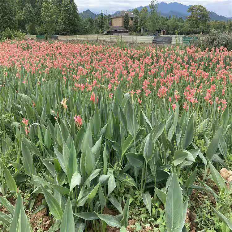 水生美人蕉种植基地  营养袋苗水生美人蕉繁育批发基地