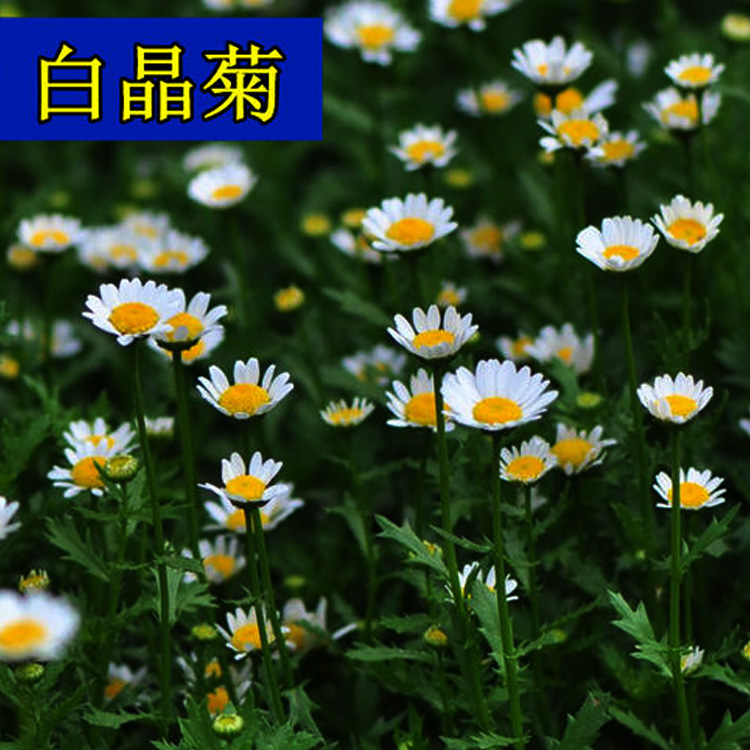 白晶菊价格 白晶菊出售 白晶菊种植户 夏杰花卉