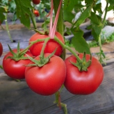 布莱特     番茄种子  供应温室拱棚种植  西红柿种子 抗病毒