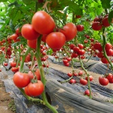 菲红一号   大果 西红柿种子    番茄种子   高产杂交番茄