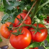 菲红二号  番茄种子  西红柿种子    量大价优  高产  抗病性  早春