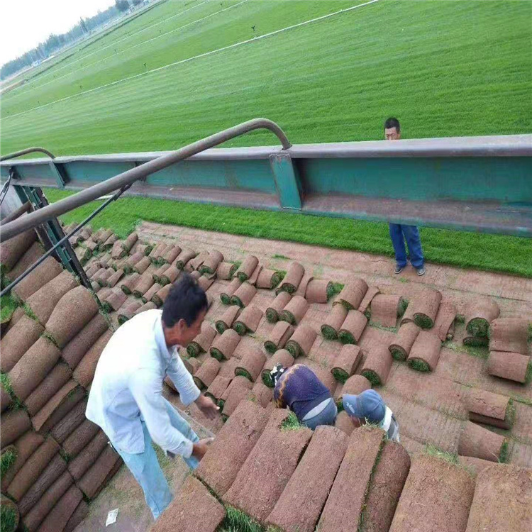 绿化用草坪价格 公园用草坪公园 混播草坪大量有售 开春用草坪找江瑞