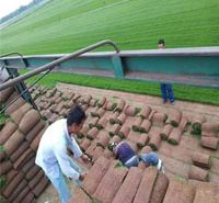 绿化用草坪价格 公园用草坪公园 混播草坪大量有售 开春用草坪找江瑞