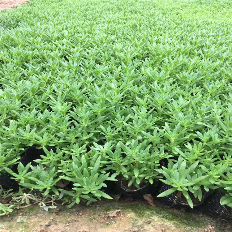 耐寒花卉佛甲草价格 基地出售金叶佛甲草 江瑞园艺绿叶佛甲草好种植 量大从优欢迎选购